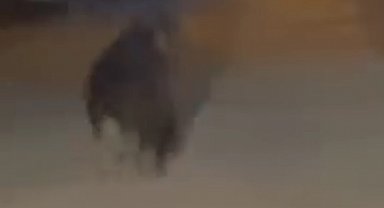 Sakarya'da kırsal mahalleye inen ayı görüntülendi