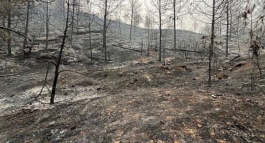 Sakarya'da yangınlar söndürüldü; Bayat'ta alevler kısmen kontrol altında