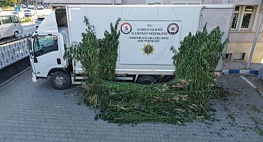 Samsun'da ayçiçeği tarlasında kenevir operasyonu