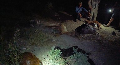 Sanayi bölgesinden geçen dereden su içen 65 küçükbaş hayvan öldü