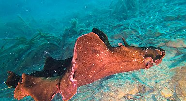 Saros Körfezi'nde 'İspanyol dansçısı' balığı görüntülendi