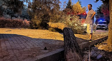 Seyir halihdeki kamyonetin üzerine çam ağacı devrildi