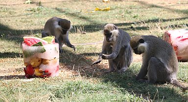 Sıcaktan bunalan maymunlara, meyve kokteylli serinlik