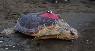 Sinyali kesilen caretta 'Tuba', yuvalama için geldi