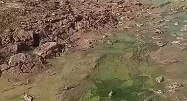 Şırnak'ta debisi düşen göletlerde toplu balık ölümleri