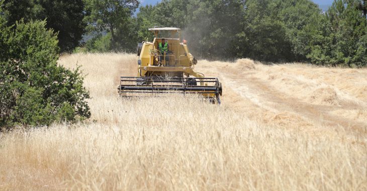 Siyez buğdayında hasat bereketi