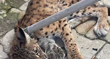 Tavuk kümesine giren vaşak itfaiye ekiplerince yakalandı