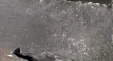 Tekirdağ'da kıyıya ölü yunus vurdu