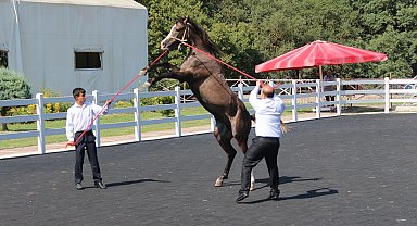 TİGEM tay satışından 23 milyon 45 bin lira gelir elde etti