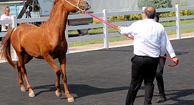 TİGEM tay satışından 45 milyon lira gelir elde etti