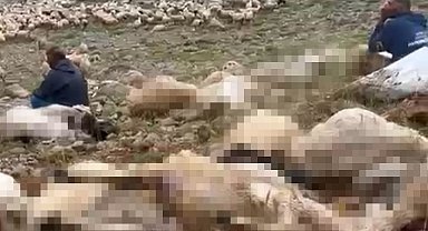 Tunceli'de yaylaya yıldırım düştü; 200 küçükbaş öldü