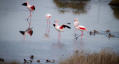 Türkiye'nin tapulu tek lagününde kuraklık ve müsilaj tehdidi