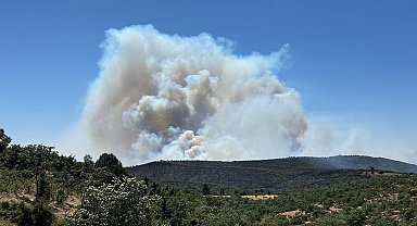 Uşak'ta meşelik ve orman yangını