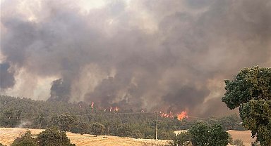 Uşak'ta meşelik ve orman yangını