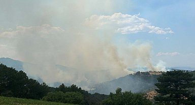 Uşak'ta orman yangını