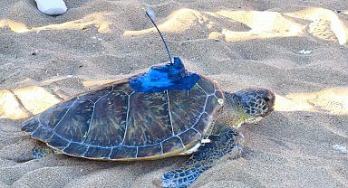 Uydu takip cihazı takılan 'Soli', Akdeniz'in sularına bırakıldı