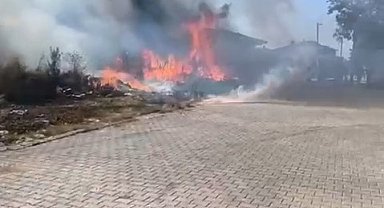 Yalova'da zeytinlik yangını