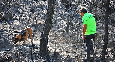 Yangın tespit köpeği 'Ateş', şüpheli yangınların izini sürüyor