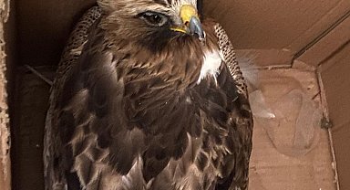 Yaralı halde bulunan kızıl şahin tedaviye alındı