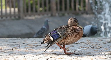 Yaralı yaban ördeğinin geçici yuvası Kuğulu Park oldu