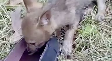 Yavru çakala ayakkabısıyla su verdi