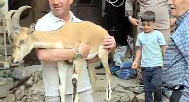 Yaylada bitkin halde bulunan dağ keçisi, bakıma alındı