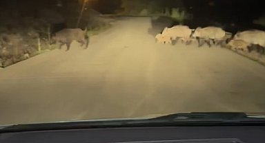 Yola çıkan domuz sürüsü görüntülendi