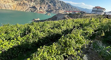 Yusufeli'deki 'nakil bağlar'da üzüm bereketi