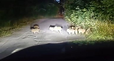 Zonguldak'ta 18 yavru domuz görüldü