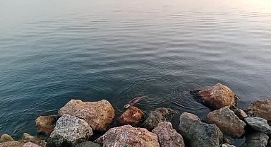 Zonguldak'ta su samuru görüntülendi