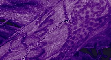 2 bin 500 yıllık mumyada dövme olduğu tespit edildi