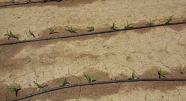 'Kısıtlı sulama koşullarında tarımsal üretkenliği sürdürülebilirlik mümkün'