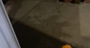 'Rıfkı' adını verdiği tilkiyi cips ile besliyor