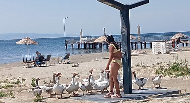 'Şartlı tahliye' edilen kazlar sahile inip, tatilcilerle duş alıyor