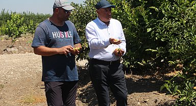 Adana'da aşırı sıcaklar ve poyraz limonu yaktı