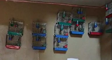 Adana'da evinde 21 saka kuşu besleyene 151 bin lira ceza