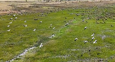 Afrika'dan yola çıkan leylekler Erzincan'da