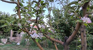 Ağustos ayında elma ağacı çiçek açtı