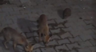 Amasya'da eliyle beslediği tilki bu kez yavrusuyla geldi