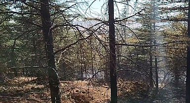 Ankara'da ot yangınında alevler ormana sıçradı