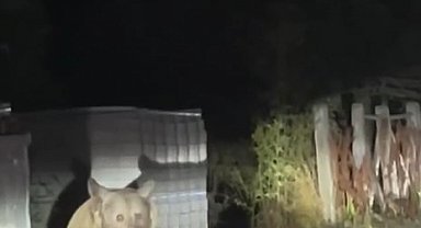 Anne ayı ile 3 yavrusu karınlarını doyururken görüntülendi