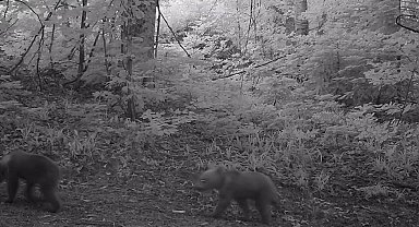 Anne bozayı ile yavruları fotokapanla görüntülendi