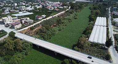 Asi Nehri'nde su sümbülü istilası; balık ölümleri yaşandı