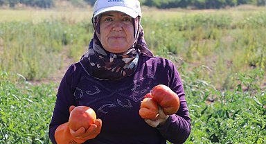 Ata tohumundan elde edilen Karahıdır domatesinde hasat başladı