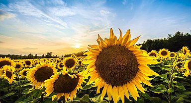 Ayçiçeğinde avans alım fiyatı, ton başına 28 bin lira olarak açıklandı