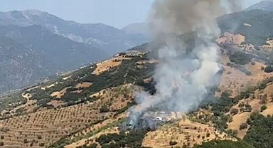 Aydın'da zeytinlik yangını