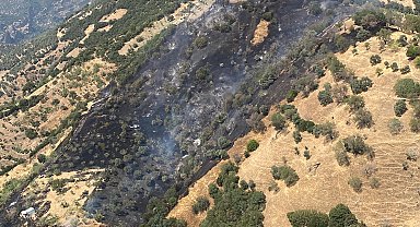 Aydın'da zeytinlik yangını