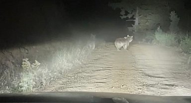 Ayı ve yavrusunun taksiye saldırma anı kamerada