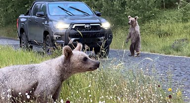 Ayıları elle besleyenlere uyarı
