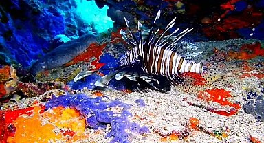 Ayvalık'ta aslan balığı görüntülendi